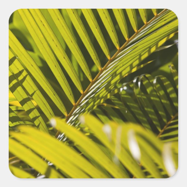 Mauritius, Central Mauritius, Moka, palm Square Sticker (Front)