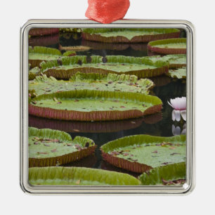 Mauritius, Pamplemousses, SSR Botanical Metal Ornament