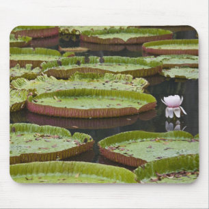 Mauritius, Pamplemousses, SSR Botanical Mouse Pad