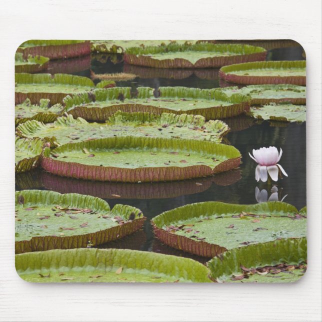 Mauritius, Pamplemousses, SSR Botanical Mouse Pad (Front)