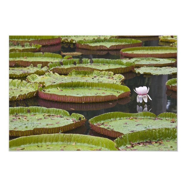 Mauritius, Pamplemousses, SSR Botanical Photo Print (Front)