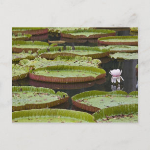 Mauritius, Pamplemousses, SSR Botanical Postcard