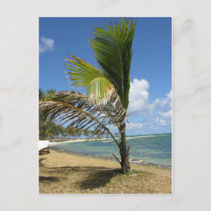 Mauritius Postcard