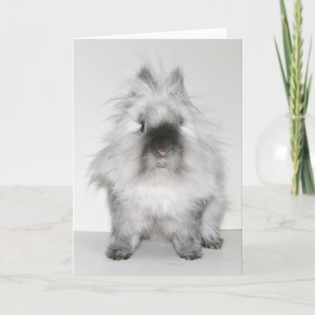 Mauvaise carte de lapin de jour de cheveux (Devant)