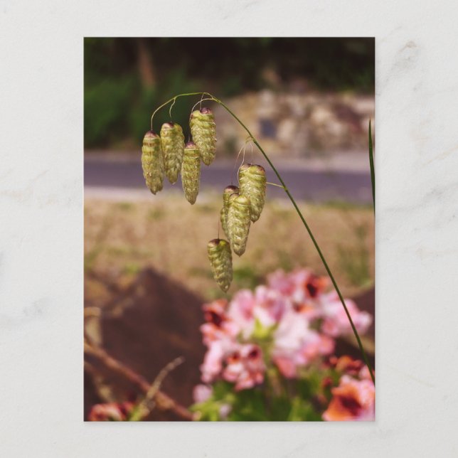 Mauvaises herbes dans ma carte postale de jardin (Devant)