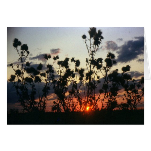 Mauvaises herbes et coucher de soleil (Devant horizontal)