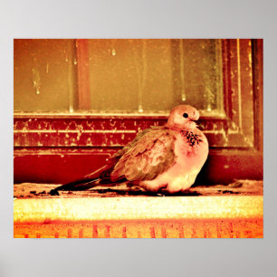 Mauve Dove Poster