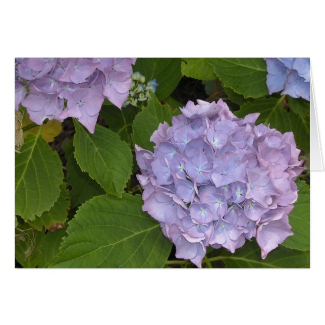 Mauve Hydrangea (Front Horizontal)