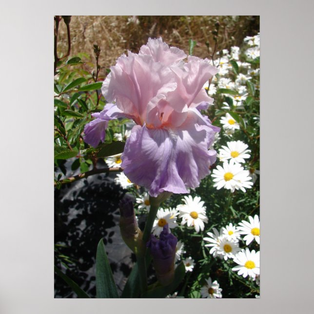 Mauve Pink Iris Floral Flowers Photo Poster (Front)
