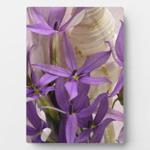 Mauve Starshine Laurentia Plaque