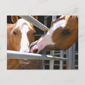 Max & his Son Leonardo Postcard