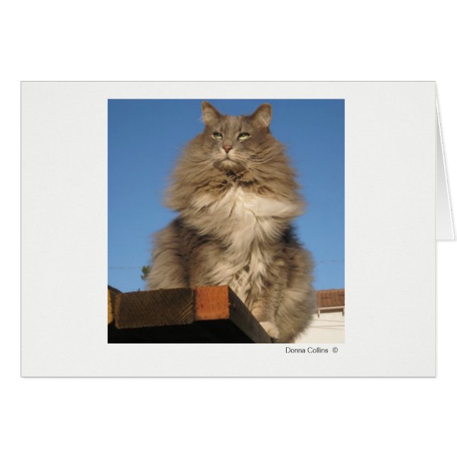 Max le chat   #-4 (Devant Horizontal)