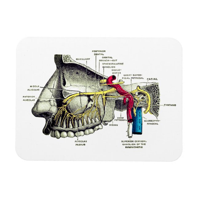 Maxillary nerves human anatomy magnet (Horizontal)