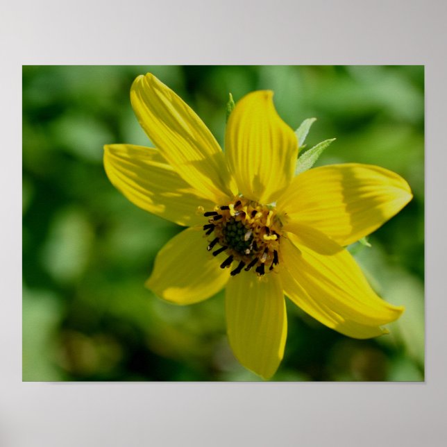 Maximilian Sunflower  Poster (Front)