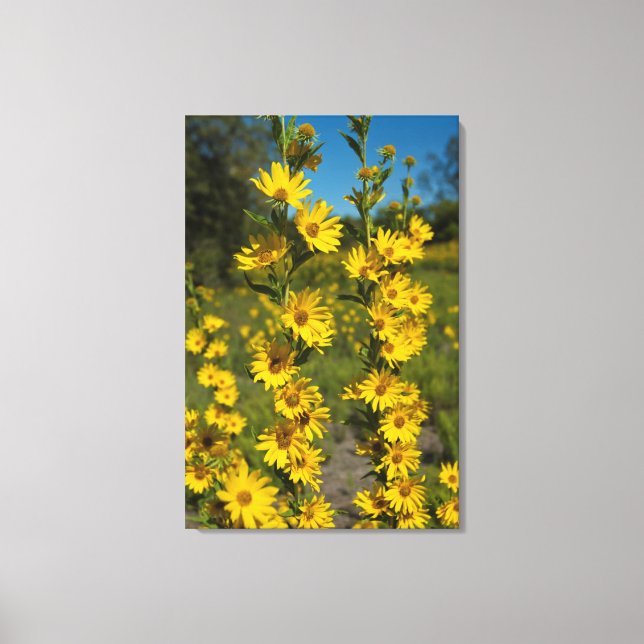 Maximilian's Sunflower (Helianthus Maximiliani) Canvas Print (Front)