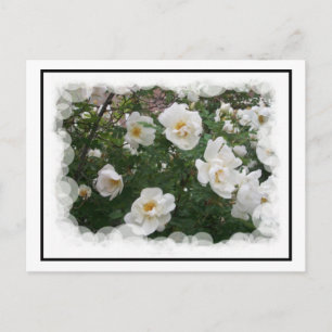 May Flowers Postcard