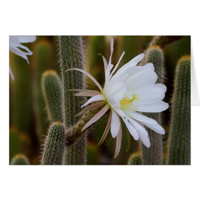 May in the garden (Front Horizontal)