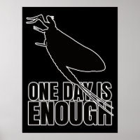 Mayflower One Day Flies – Entomology Geek