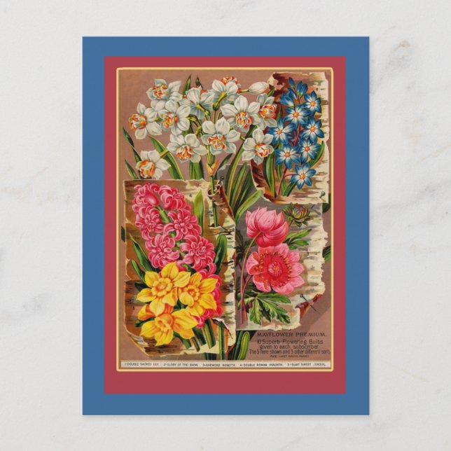 Mayflower Seed Packet Vintage Illustration Postcard (Front)