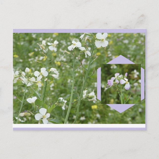 Mayflowers DIY Postcard (Front)