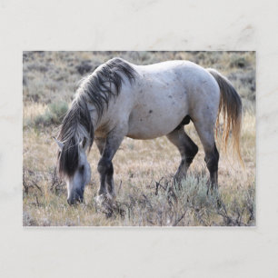 McCullough Peaks Wild Horses Postcard