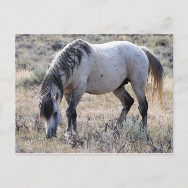 McCullough Peaks Wild Horses Postcard (Front)
