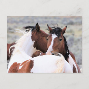 McCullough Peaks Wild Horses Postcard