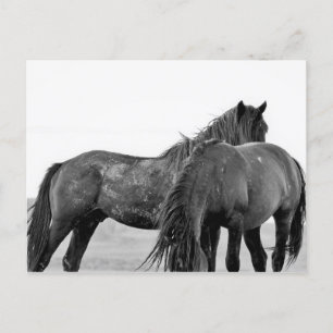 McCullough Peaks Wild Horses Postcard