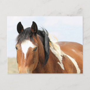 McCullough Peaks Wild Horses Postcard