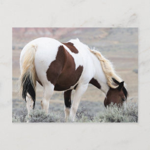 McCullough Peaks Wild Horses Postcard
