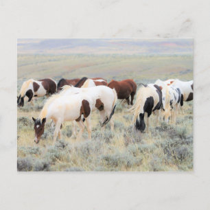McCullough Peaks Wild Horses Postcard