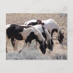 McCullough Peaks Wild Horses Postcard