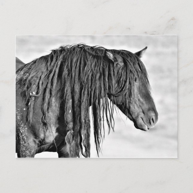 McCullough Peaks Wild Horses Postcard (Front)