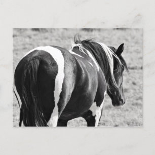 McCullough Peaks Wild Horses Postcard