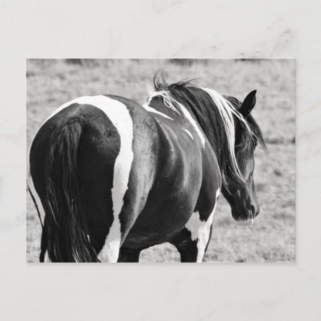 McCullough Peaks Wild Horses Postcard (Front)