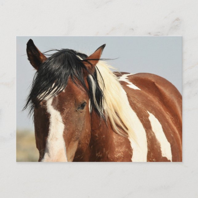 McCullough Peaks Wild Horses Postcard (Front)