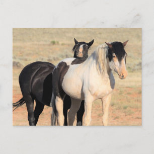 McCullough Peaks Wild Horses Postcard