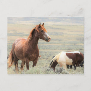 McCullough Peaks Wild Horses Postcard