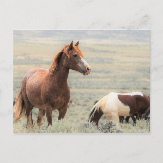 McCullough Peaks Wild Horses Postcard (Front)