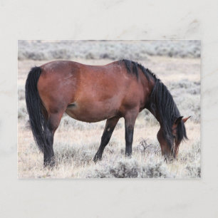 McCullough Peaks Wild Horses Postcard