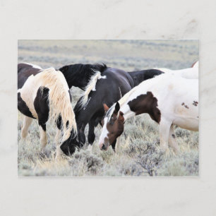 McCullough Peaks Wild Horses Postcard