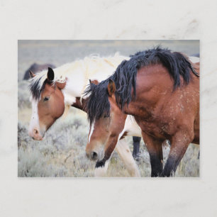 McCullough Peaks Wild Horses Postcard