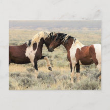 McCullough Peaks Wild Horses
