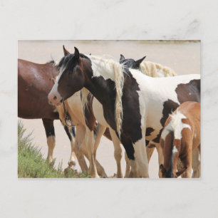 McCullough Peaks Wild Horses Postcard