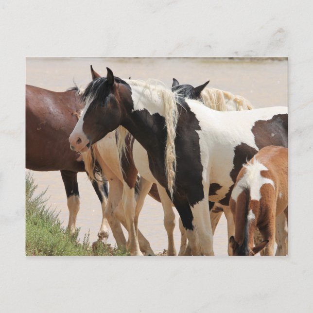 McCullough Peaks Wild Horses Postcard (Front)