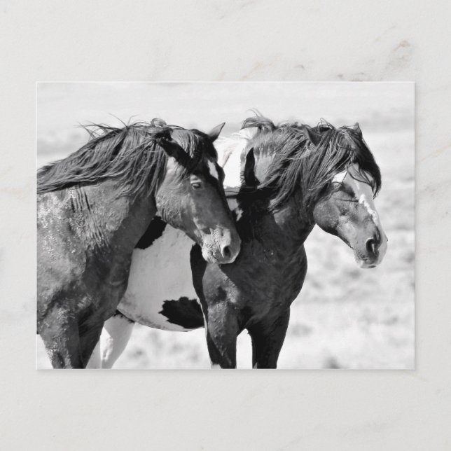 McCullough Peaks Wild Horses Postcard (Front)