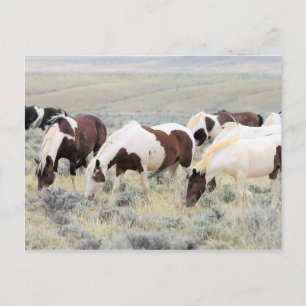 McCullough Peaks Wild Horses Postcard