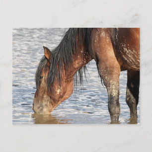 McCullough Peaks Wild Horses Postcard