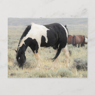 McCullough Peaks Wild Horses Postcard