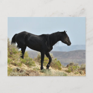 McCullough Peaks Wild Horses Postcard